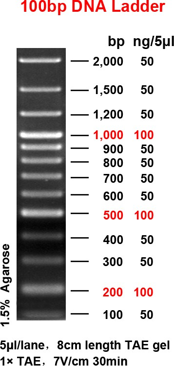 escalera de ADN de 100 pb