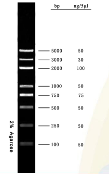 DNA-ladder van 5000 bp