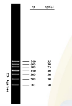 Escala d'ADN de 700 pb