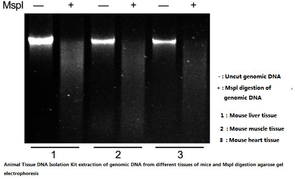 Kit de isolamento de DNA de tecido animal 3