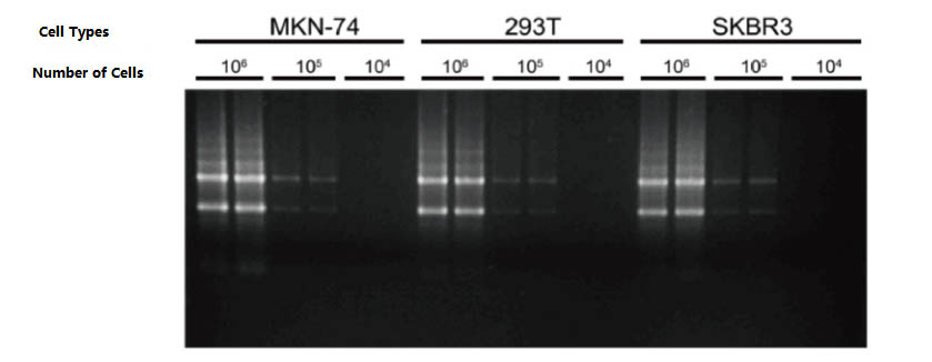 Рабочы працэс набору для выдзялення агульнай РНК клетак1