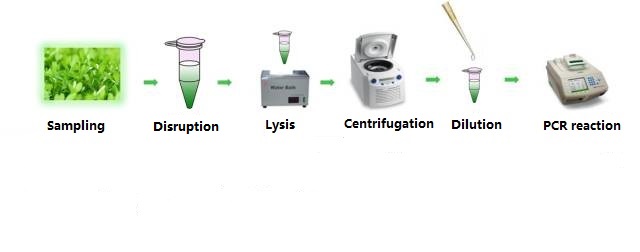 LANGSUNG PCR