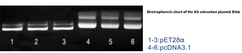 Pecyn Mini Plasmid Cyffredinol3
