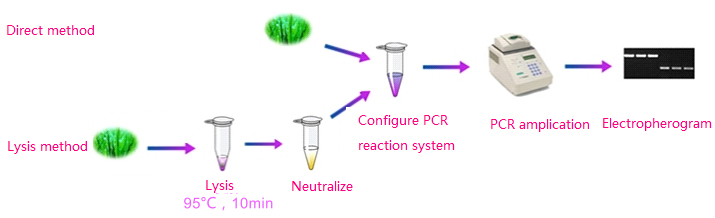 Kit de PCR direto de folha de planta-UNG4