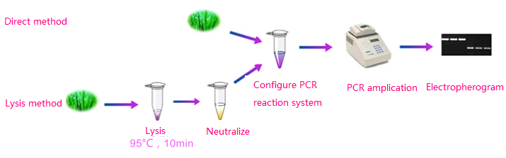 식물 잎 직접 PCR Kit04