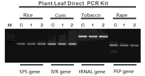 Kit de PCR directa de hoja de planta05