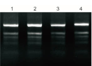 Kit Isolasi RNA Total Tanaman Plus 6