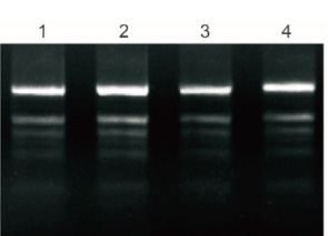 Kit d'isolement d'ARN total de plantes6