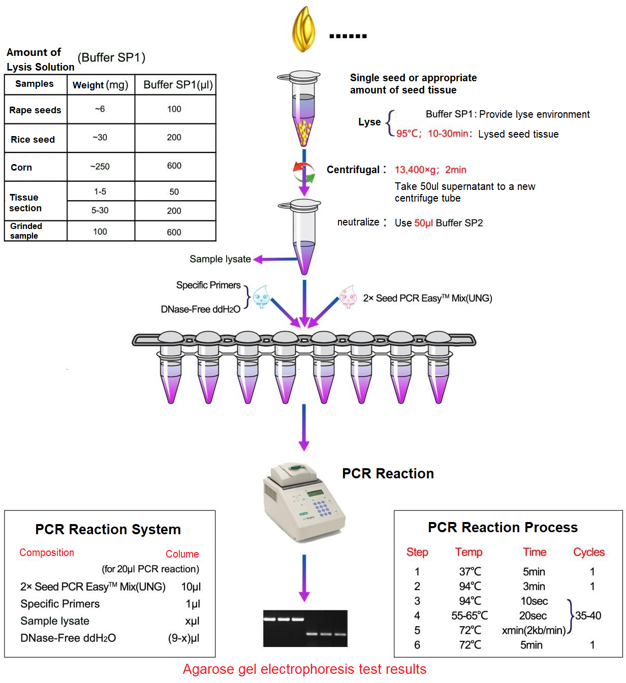 Ohun ọgbin irugbin taara PCR kit I-UNG