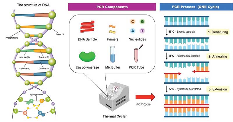 Polymeras-kedjereaktion-PCR