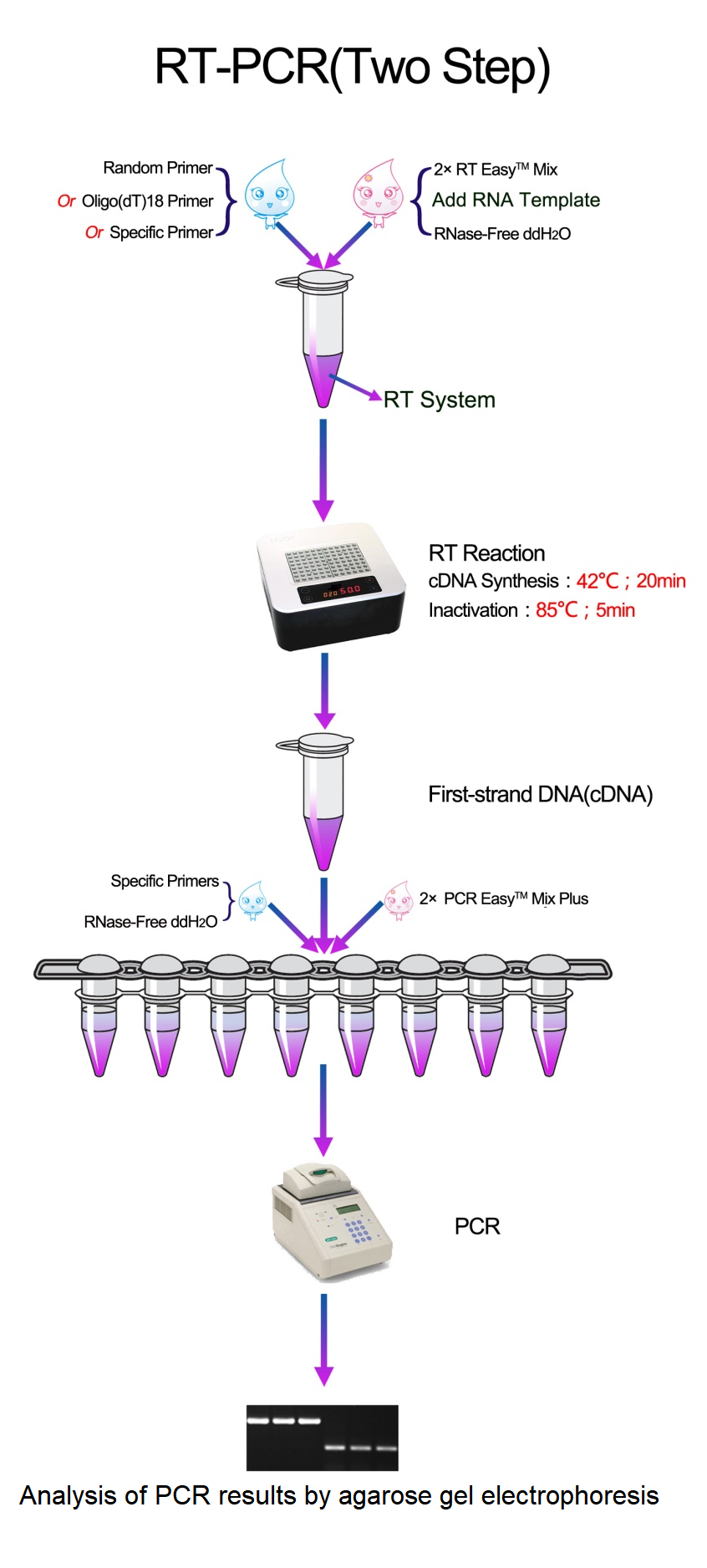 I-RT-PCR II(Izinyathelo ezimbili)