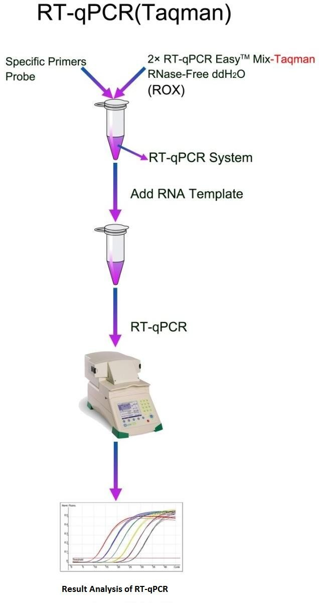 RT-qPCR (ఒక దశ)-తక్మాన్