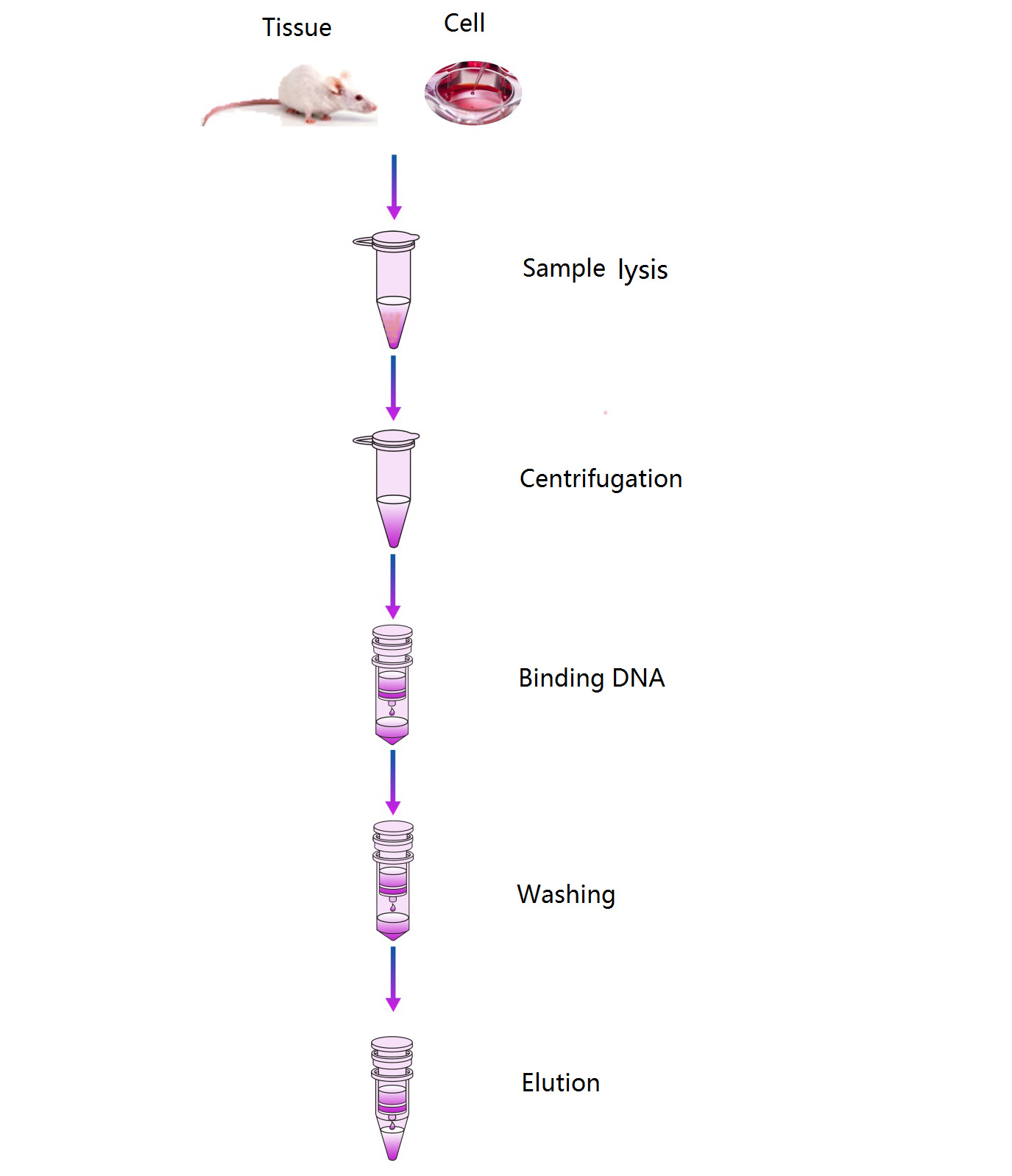 fluxo de trabalho simples de isolamento de DNA de tecido animal