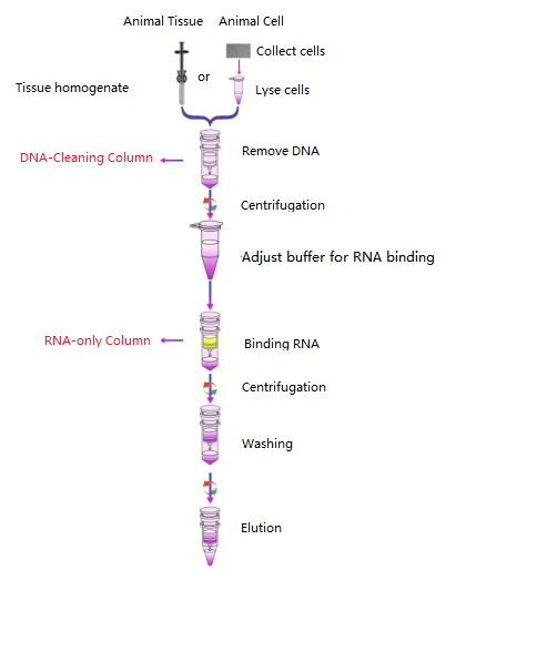 životinjska ukupna RNA - jednostavan tijek rada