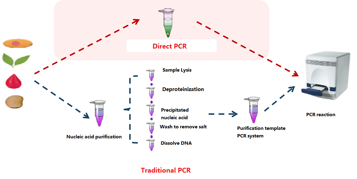 тікелей PCR foregene