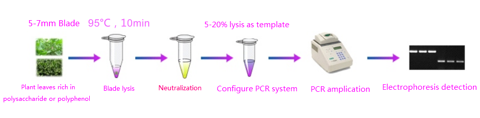 flujo de trabajo plus PCR directo de hoja de planta