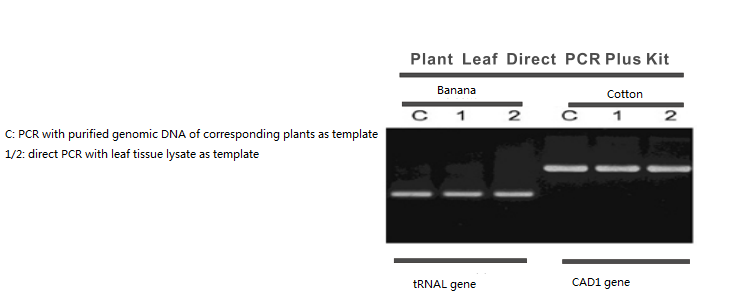 PCR directa das follas da planta