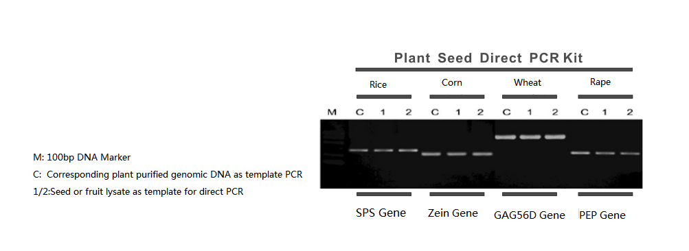 plantefrø direkte PCR-DIAGRAM