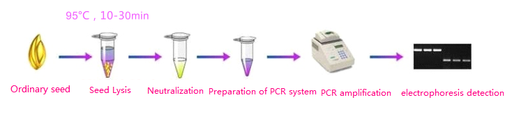 بذور النبات مباشرة PCR