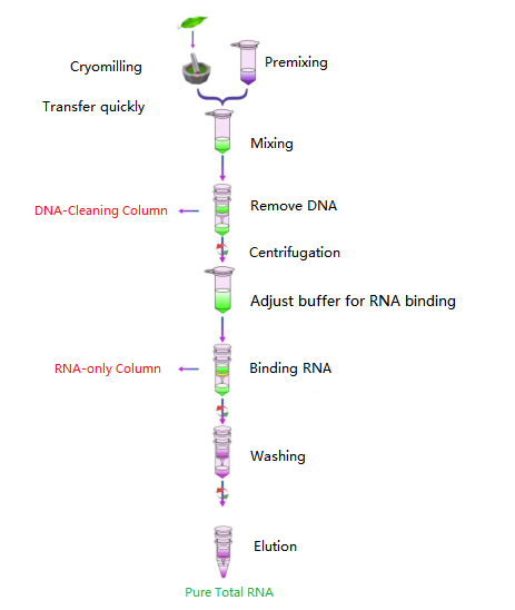 plant-total-RNA-simple-workflow