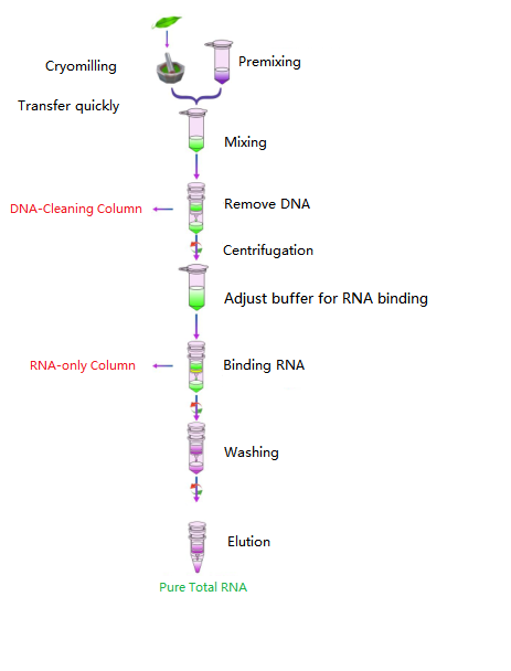 ຂະບວນການເຮັດວຽກທີ່ງ່າຍດາຍຂອງ RNA ທັງໝົດຂອງພືດ
