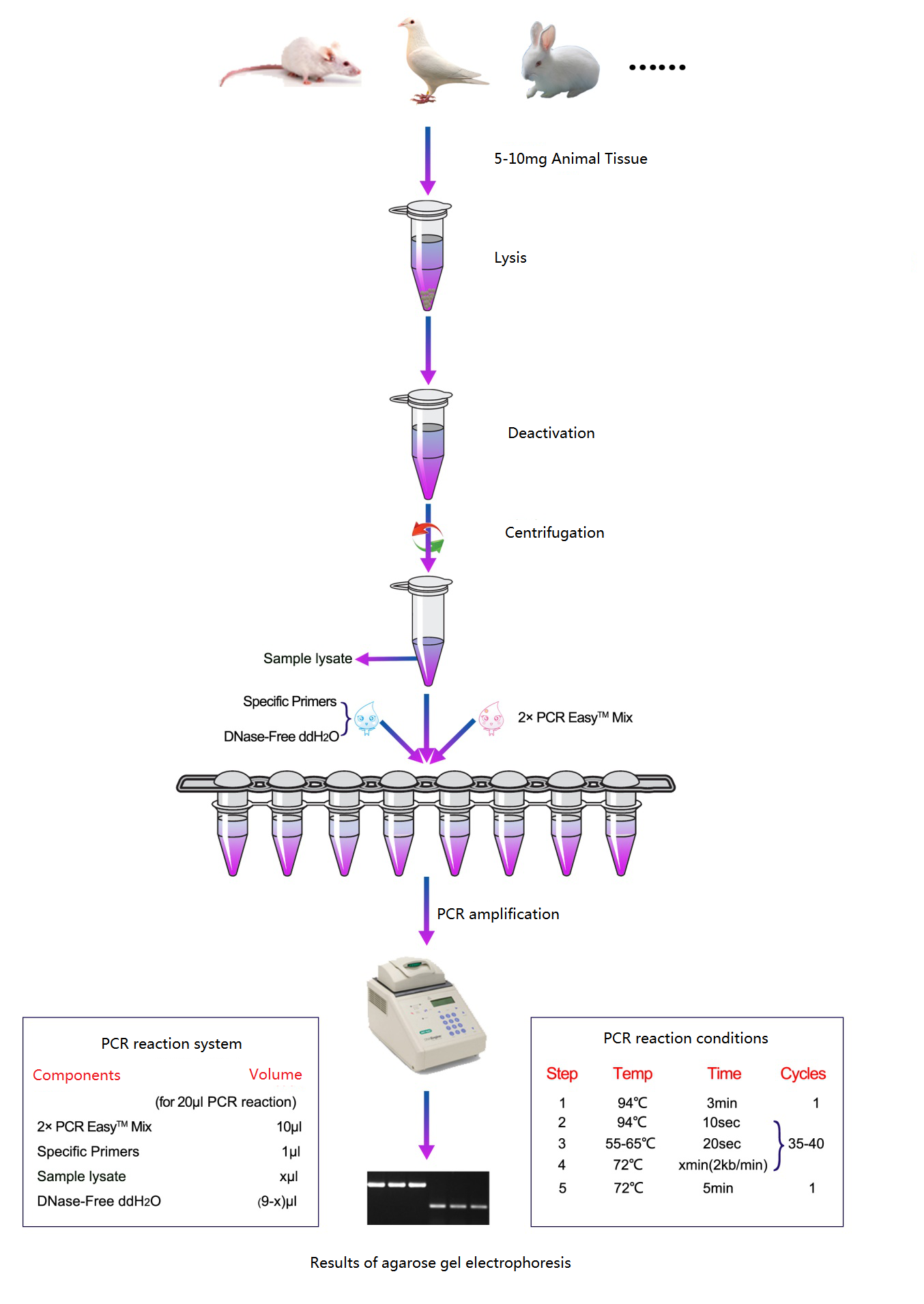 wk flw-PCR langsung jaringan hewan