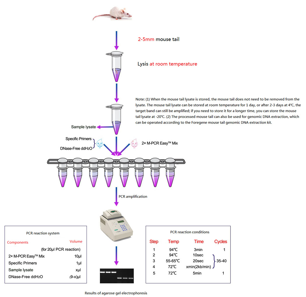 wk-flw-mûssturt-SUPER-direkte-PCR