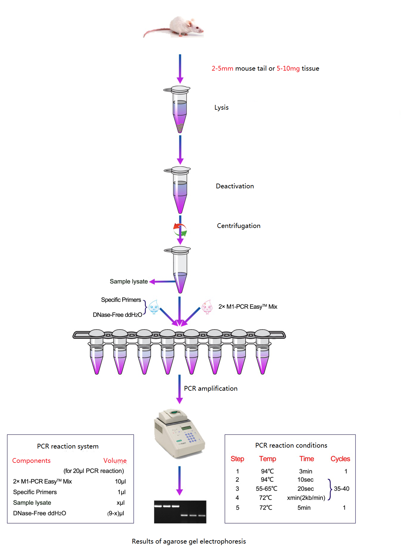 wk flw-mouse tail PCR directe
