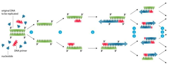 სრული PCR პრაიმერის დიზაინი და 1