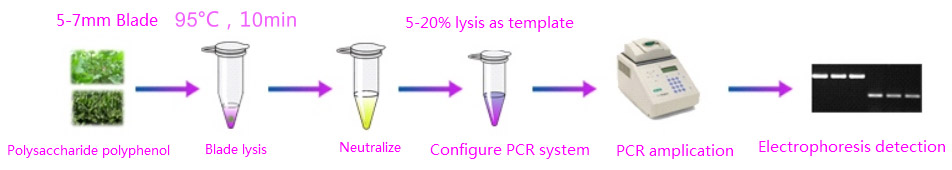 Plant Leaf Direct PCR Plus Kit-UNG4