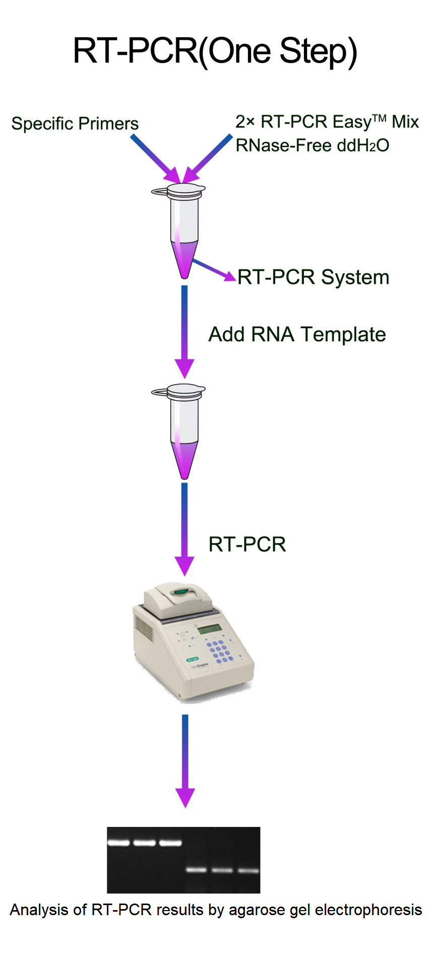RT-PCR Easy(One step)