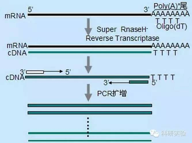 สรุปรายละเอียดวิธีการเพิ่มประสิทธิภาพระบบปฏิกิริยาการทดลอง RT-PCR