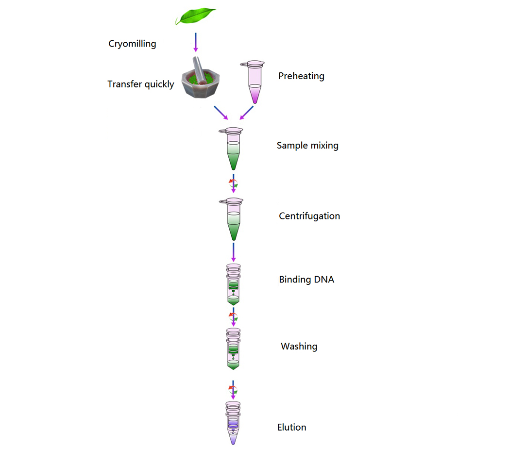 plant-DNA-isolation-simple-workflow